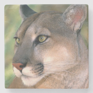 Puma, Kalifornien Steinuntersetzer