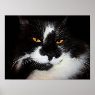 Puma Katze Poster