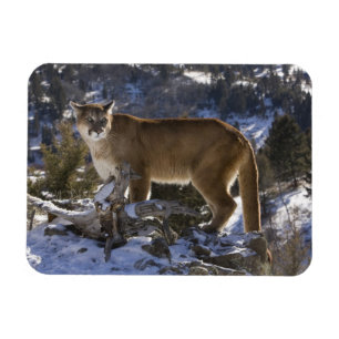 Puma Magnet