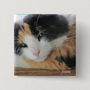 Puma-niedliche Kaliko-Katze Button