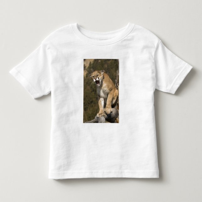 Puma oder Berglöwe, Puma concolor, Captive - Kleinkind T-shirt (Vorderseite)