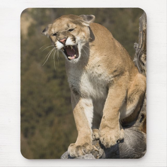 Puma oder Berglöwe, Puma concolor, Captive - Mousepad (Vorne)