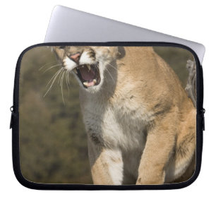 Puma oder Berglöwe, Puma concolor, in Gefangenscha Laptopschutzhülle
