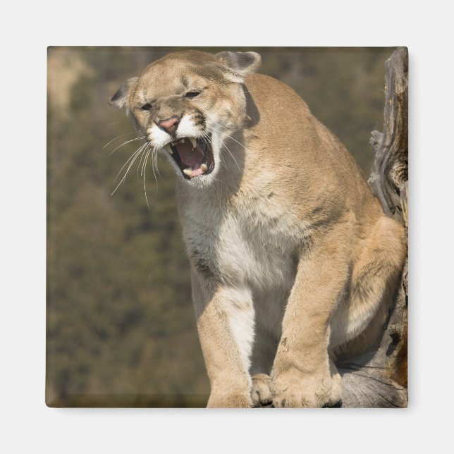 Puma oder Berglöwe, Puma concolor, in Gefangenscha Magnet (Vorne)