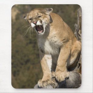 Puma oder Berglöwe, Puma concolor, in Gefangenscha Mousepad