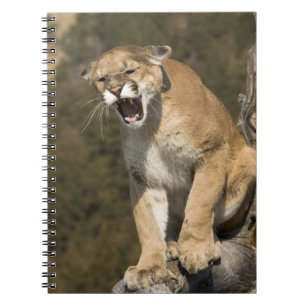 Puma oder Berglöwe, Puma concolor, in Gefangenscha Notizblock