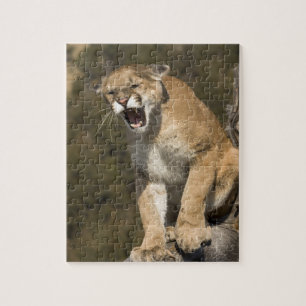 Puma oder Berglöwe, Puma concolor, in Gefangenscha Puzzle