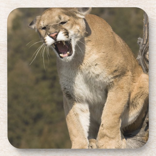 Puma oder Berglöwe, Puma concolor, in Gefangenscha Untersetzer (Vorderseite)