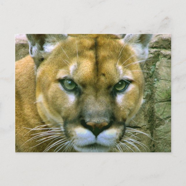 Puma Postkarte (Vorderseite)