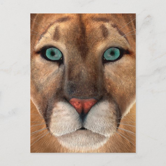 Puma Postkarte (Vorderseite)