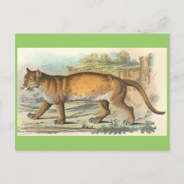 Puma Postkarte (Vorderseite)