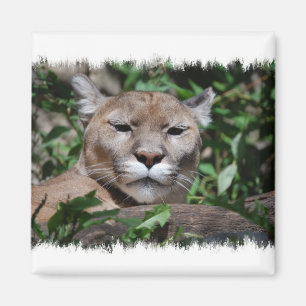 Puma-quadratischer Raubmagnet Magnet