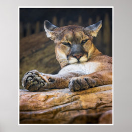 Pumawandkunst in Ruhe | Wildkatzendruck Poster