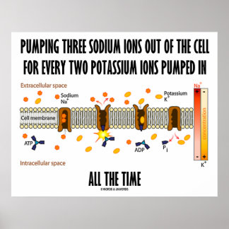 Pumpen von drei Natriumionen aus der Zelle (Na-K-P Poster