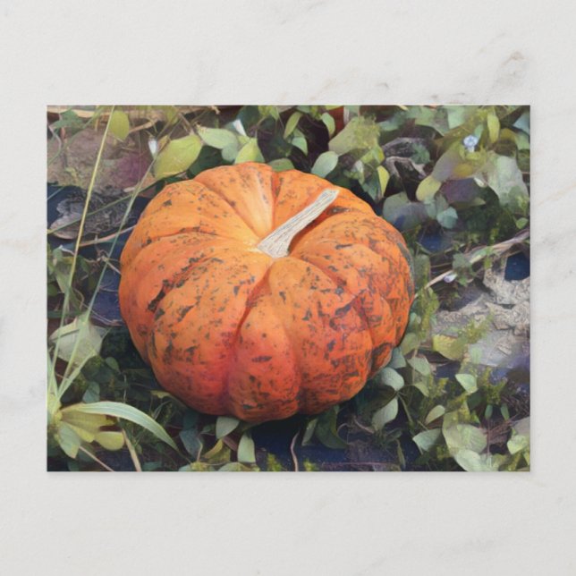 Pumpkin Art Postkarte (Vorderseite)