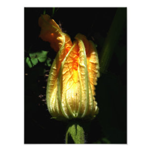 Pumpkin Blossom Foto , Botanische Printwerbung