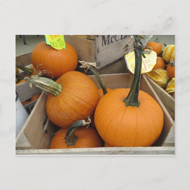 Pumpkin Bunch Postkarte (Vorderseite)