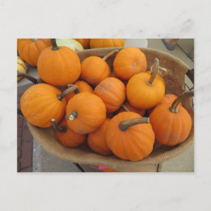 Pumpkin Bundle Postkarte