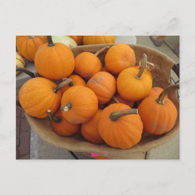 Pumpkin Bundle Postkarte (Vorderseite)