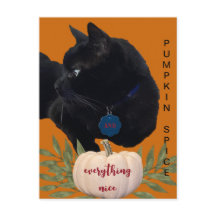 Pumpkin Gewürze alles Nizza Black Cat Postkarte