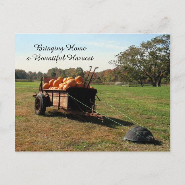 Pumpkin Harvest - Postcard Postkarte (Vorderseite)
