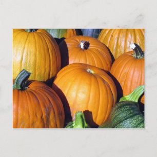 Pumpkin Harvest Postkarte