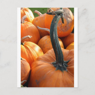 Pumpkin nah-up postkarte