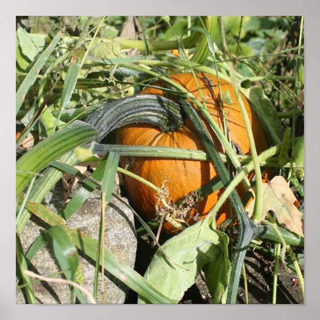 Pumpkin on Vine Fall Naturfotografie Poster (Vorne)
