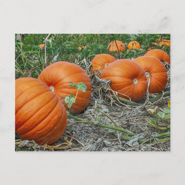 Pumpkin Patch Foto Postkarte (Vorderseite)