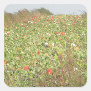 Pumpkin Patch Halloween Stickers