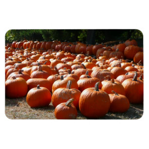 Pumpkin Patch Herbsternte Fotografie Magnet