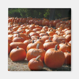 Pumpkin Patch Herbsternte Fotografie Magnet