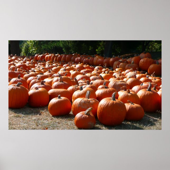 Pumpkin Patch Herbsternte Fotografie Poster (Vorne)