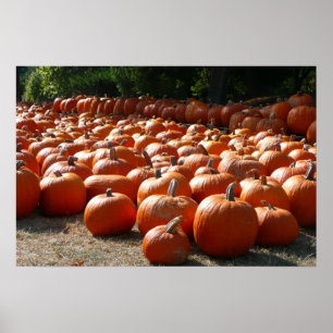 Pumpkin Patch Herbsternte Fotografie Poster