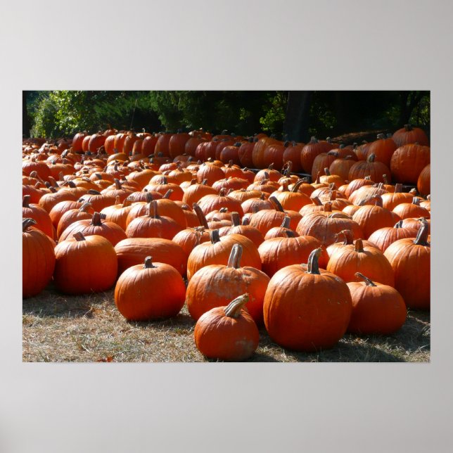 Pumpkin Patch Herbsternte Fotografie Poster (Vorne)