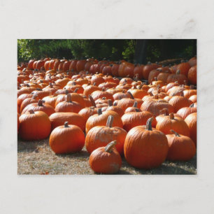 Pumpkin Patch Herbsternte Fotografie Postkarte