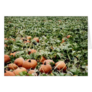 Pumpkin Patch in Lawrence, KS
