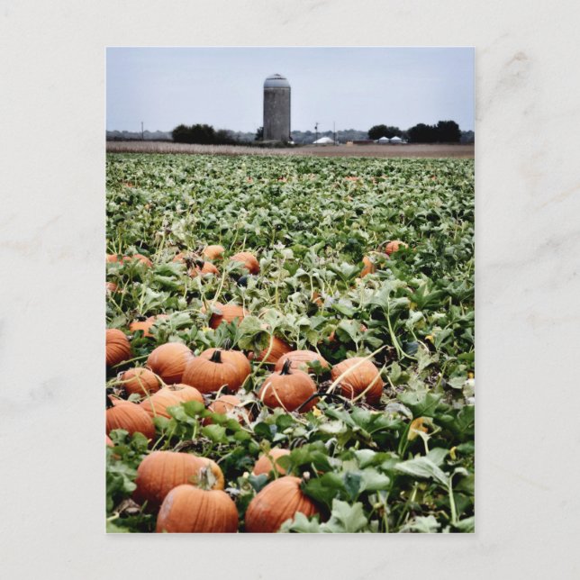 Pumpkin Patch in Lawrence, KS Postkarte (Vorderseite)