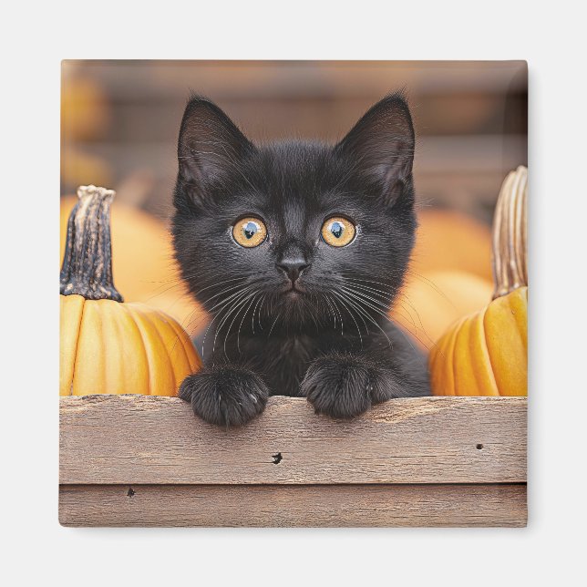 Pumpkin Patch Kitten Magnet (Vorne)