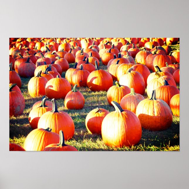 Pumpkin Patch Poster (Vorne)