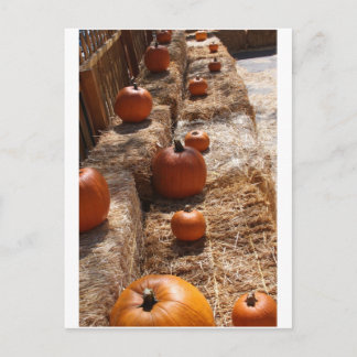 Pumpkin Patch Postkarte