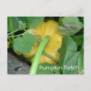 Pumpkin Patch Postkarte