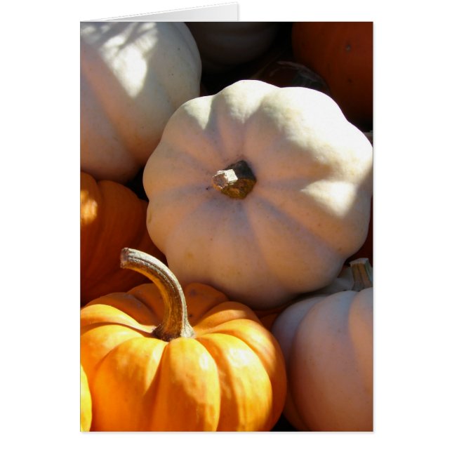 Pumpkin Pile (Vorne)