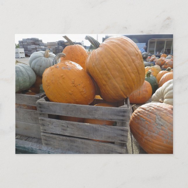 Pumpkin Pile Postkarte (Vorderseite)