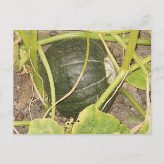 Pumpkin Postkarte (Vorderseite)