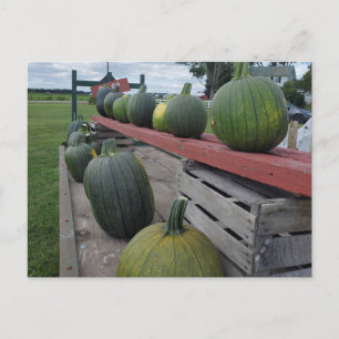 Pumpkin Postkarte