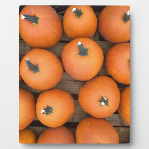 Pumpkin Rows Fotoplatte