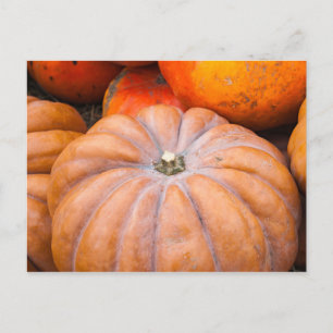 Pumpkin-Saison Postkarte