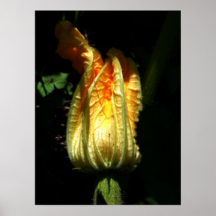 Pumpkins blüht wertvolles Plakatpapier Poster