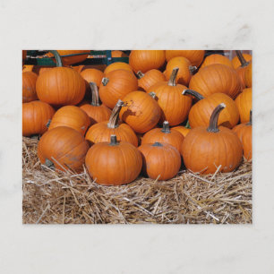Pumpkins Fall Postcard Postkarte